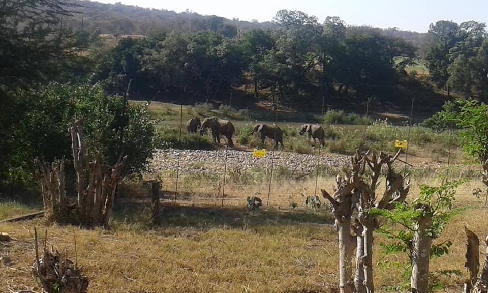 Three Bridges B&B Hoedspruit Dış mekan fotoğraf